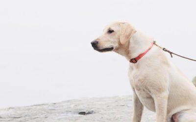 Wie du mit der 2-Tages-Regel endlich deinen inneren Schweinehund an die Leine kriegst!