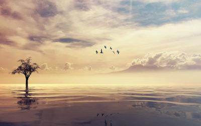 Das ZEN des Delegierens: Wie du in 4 Schritten die besten Ergebnisse zurückbekommst