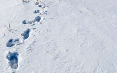 Warum Januar der schlechteste Monat für Neuanfänge ist und was du stattdessen tun solltest