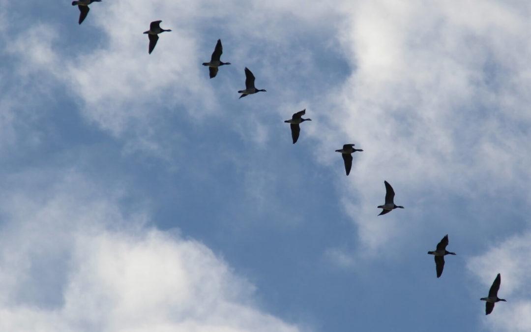 Wer leben will, muss wagen – Krümel im Bett Folge 11