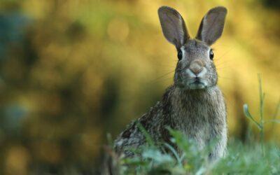 Reden ist silber, zuhören ist gold